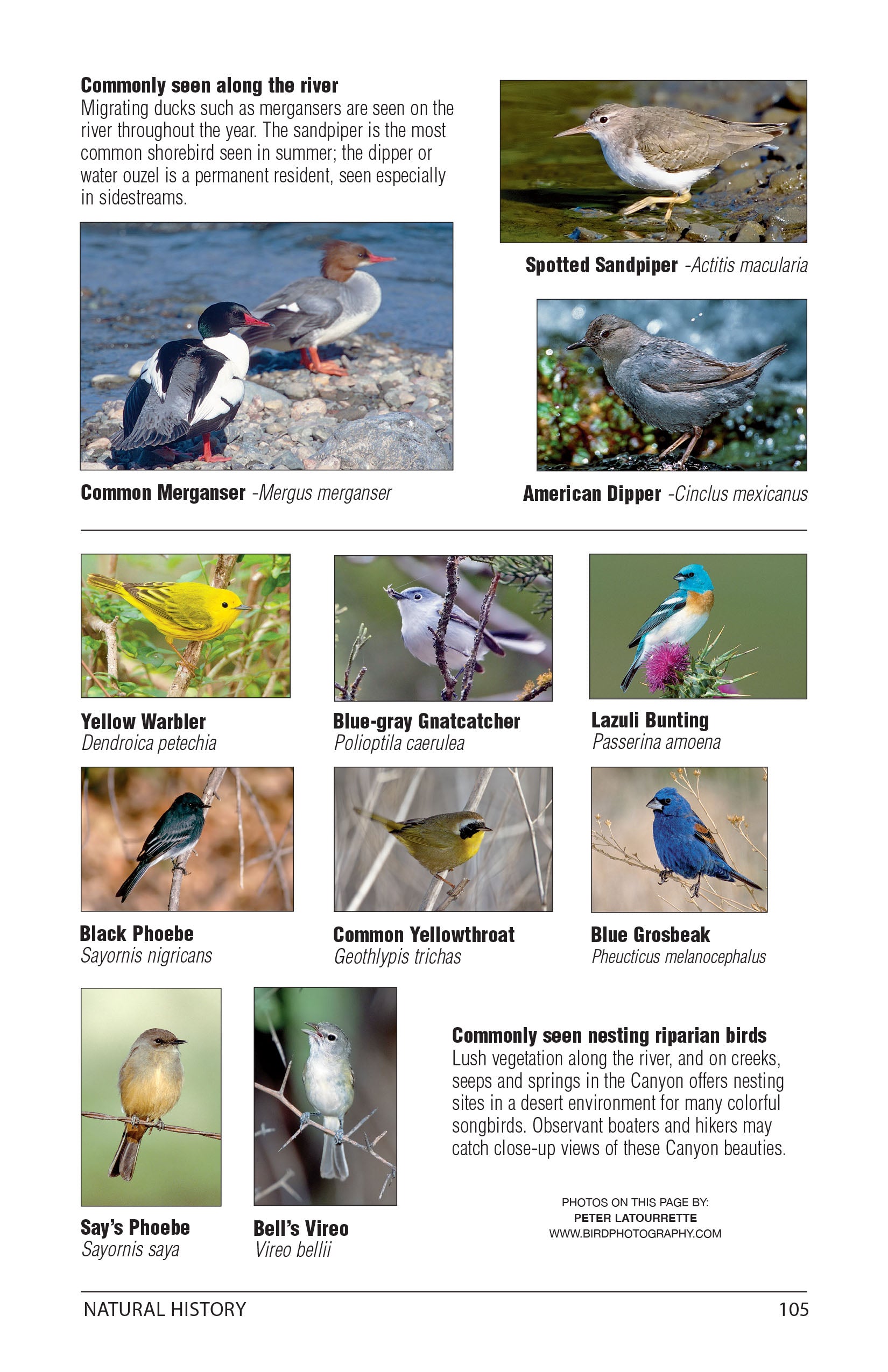 Colorado river map grand canyon Birds